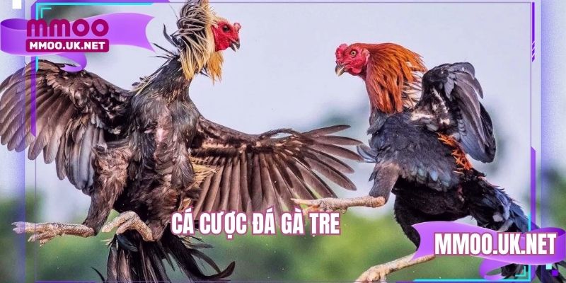 Cá Cược Đá Gà Tre