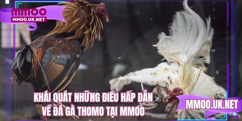 Khái quát những điều hấp dẫn về đá gà thomo tại MMOO