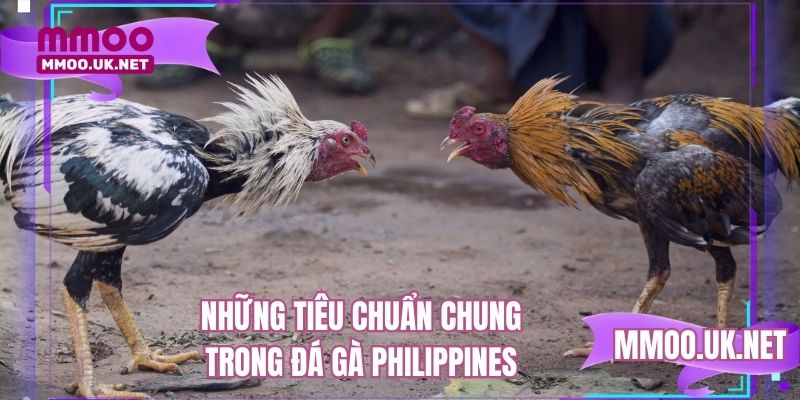 Những tiêu chuẩn chung trong đá gà Philippines